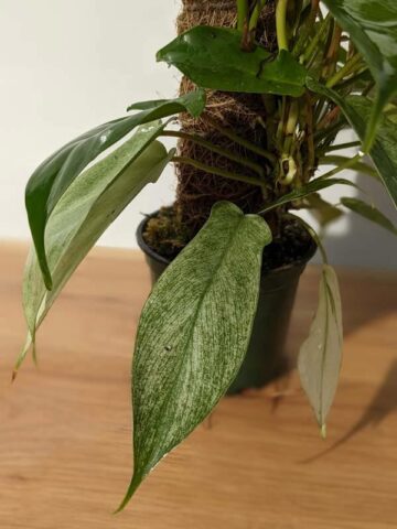 Alternative view of Lg Philodendron Florida Ghost SUPER WHITE Plant in 4" pot (Actual Plant First Photos)