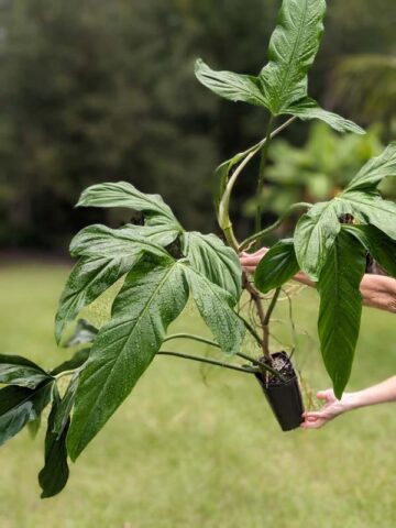 Mature Philodendron Holtonianum Trilobe (Actual Plant)