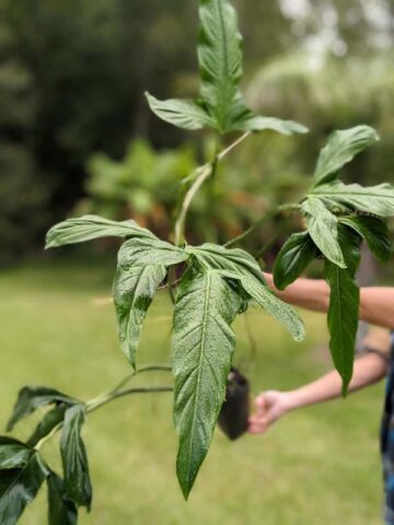Alternative view of Mature Philodendron Holtonianum Trilobe (Actual Plant)