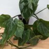 Philodendron Hederaceum Verde Plant in 2.5x3" Deep Pot