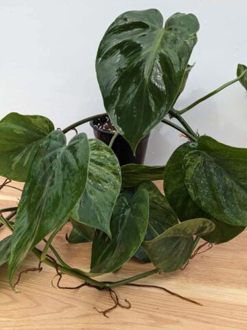 Philodendron Hederaceum Verde Plant in 2.5x3" Deep Pot