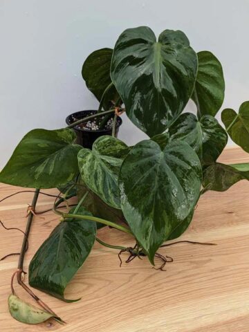 Alternative view of Philodendron Hederaceum Verde Plant in 2.5x3" Deep Pot