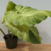 HUGE Mottled Philodendron Jungle Fever (Excellent Variegation, Actual Plant)