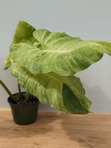 HUGE Mottled Philodendron Jungle Fever (Excellent Variegation, Actual Plant)