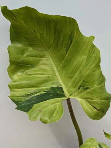 Alternative view of HUGE Mottled Philodendron Jungle Fever (Excellent Variegation, Actual Plant)