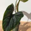 MATURE Philodendron Lupinum Corrugated Leaf Plant (Actual Plant)