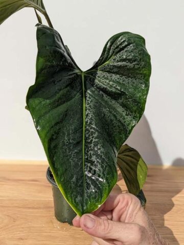 Alternative view of MATURE Philodendron Lupinum Corrugated Leaf Plant (Actual Plant)