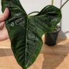 MATURE Philodendron Lupinum Corrugated Leaf Plant (Actual Plant)