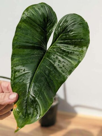 Alternative view of MATURE Philodendron Lupinum Corrugated Leaf Plant (Actual Plant)