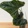MATURE Philodendron Lupinum Corrugated Leaf Plant (Actual Plant)