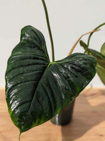 Alternative view of MATURE Philodendron Lupinum Corrugated Leaf Plant (Actual Plant)