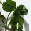 Philodendron Sanctamartinense Plant (Actual Plant First Pics)