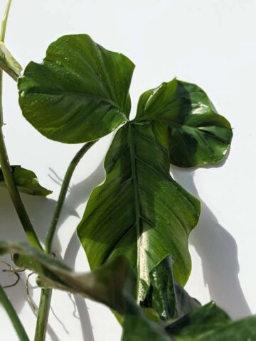 Philodendron Sanctamartinense Plant (Actual Plant First Pics)