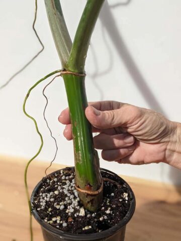 Alternative view of Philodendron Sanctamartinense Plant (Actual Plant First Pics)