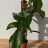 Large Philodendron Squamiferum Red Bristle (Actual Plant)