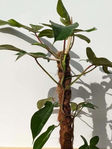 Large Philodendron Squamiferum Red Bristle (Actual Plant)
