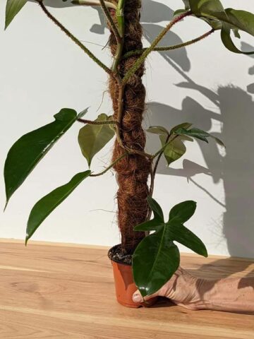 Alternative view of Large Philodendron Squamiferum Red Bristle (Actual Plant)