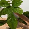 Large Philodendron Squamiferum Red Bristle (Actual Plant)