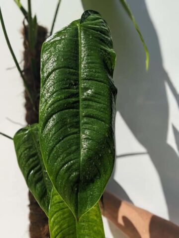 Alternative view of Philodendron Tenue/Sharoniae (Actual Plant First Photos)