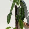 Philodendron Tenue/Sharoniae (Actual Plant First Photos)