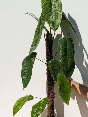 Philodendron Tenue/Sharoniae (Actual Plant First Photos)