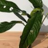 Rhaphidophora Megasperma Plant in 4″ Round Pot (Actual Plant)