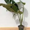Rhaphidophora cf Versteegii Wideleaf (Actual Plant First Pics)