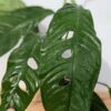 Rhaphidophora cf Versteegii Wideleaf (Actual Plant First Pics)