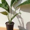 Rhaphidophora cf Versteegii Wideleaf (Actual Plant First Pics)