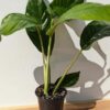 Rhaphidophora cf Versteegii Wideleaf (Actual Plant First Pics)