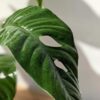 Rhaphidophora cf Versteegii Wideleaf (Actual Plant First Pics)