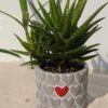 Special Hybrid Green Gold Aloe Plant  w/ Cement Pot "The Best Friend"