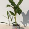 Dieffenbachia Reflector Plant (dieffenbachia hybrid)  w/ Cement Pot "The Best Friend"