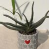 Gasteria Brachyphylla Plant (aloe-like)  w/ Cement Pot "The Best Friend"