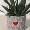 Gasteria Carinata Verrucosa Polka Dot Plant (aloe-like)  w/ Cement Pot "The Best Friend"