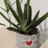 Gasteria Limewarty Plant (aloe-like)  w/ Cement Pot "The Best Friend"