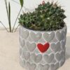 Cute Pincushion Cactus Plant w/ Cement Pot "The Best Friend"