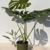 Monstera Deliciosa Albo Variegata Large Form w/ Ceramic Pot "The Jungle"