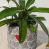 Nepenthes Big Beaker Plant (insectarium) w/ Cement Pot "The Best Friend"