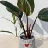 A+ Philodendron Rojo Congo  w/ Cement Pot "The Best Friend"