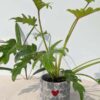 A+ Philodendron Xanadu Gold  w/ Cement Pot "The Best Friend"