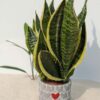 Mid-Sized Futura Superba Snake Plant w/ Cement Pot "The Best Friend"