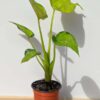 Alocasia Cucullata Banana Split Elephant Ear Plant in 4” pot (Actual Plant First Photos)