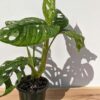 XL Monstera Adansonii European Mint (Mature Actual Plant First Pics)