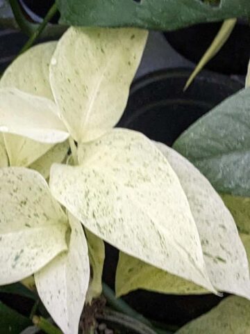 Lg Monstera Adansonii Laniata Mint Variegated