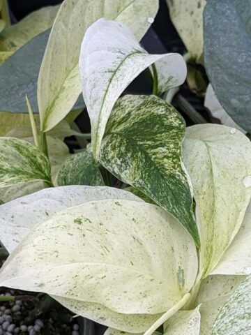 Alternative view of Lg Monstera Adansonii Laniata Mint Variegated