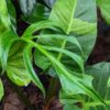 Lg Monstera Burle Marx Flame Plant