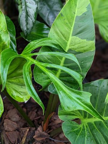 Lg Monstera Burle Marx Flame Plant