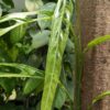 Lg. Monstera Obliqua Tiwintza Narrow Plant