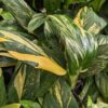 Lg Monstera Standleyana Aura Plant